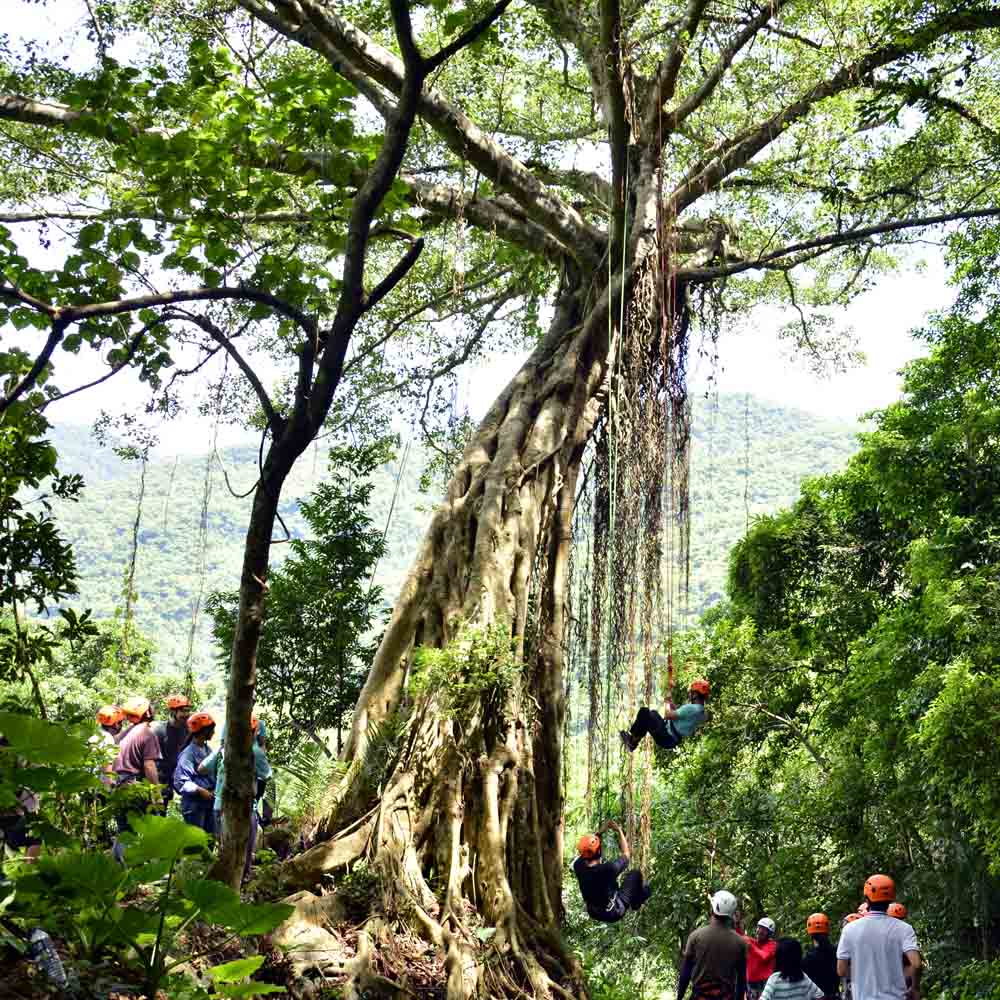 臺東嘉蘭攀樹體驗
