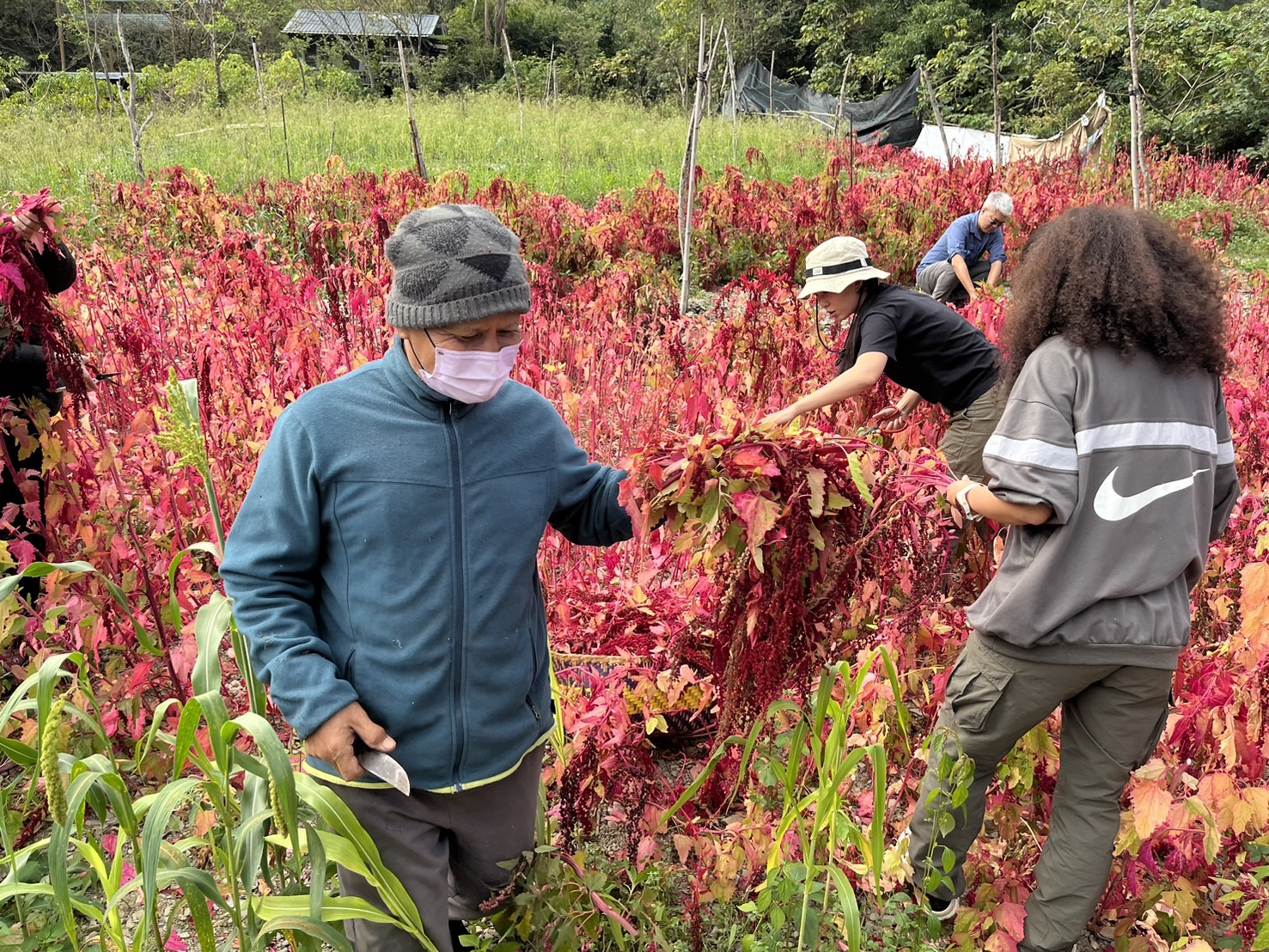 0304陳老師採收紅藜